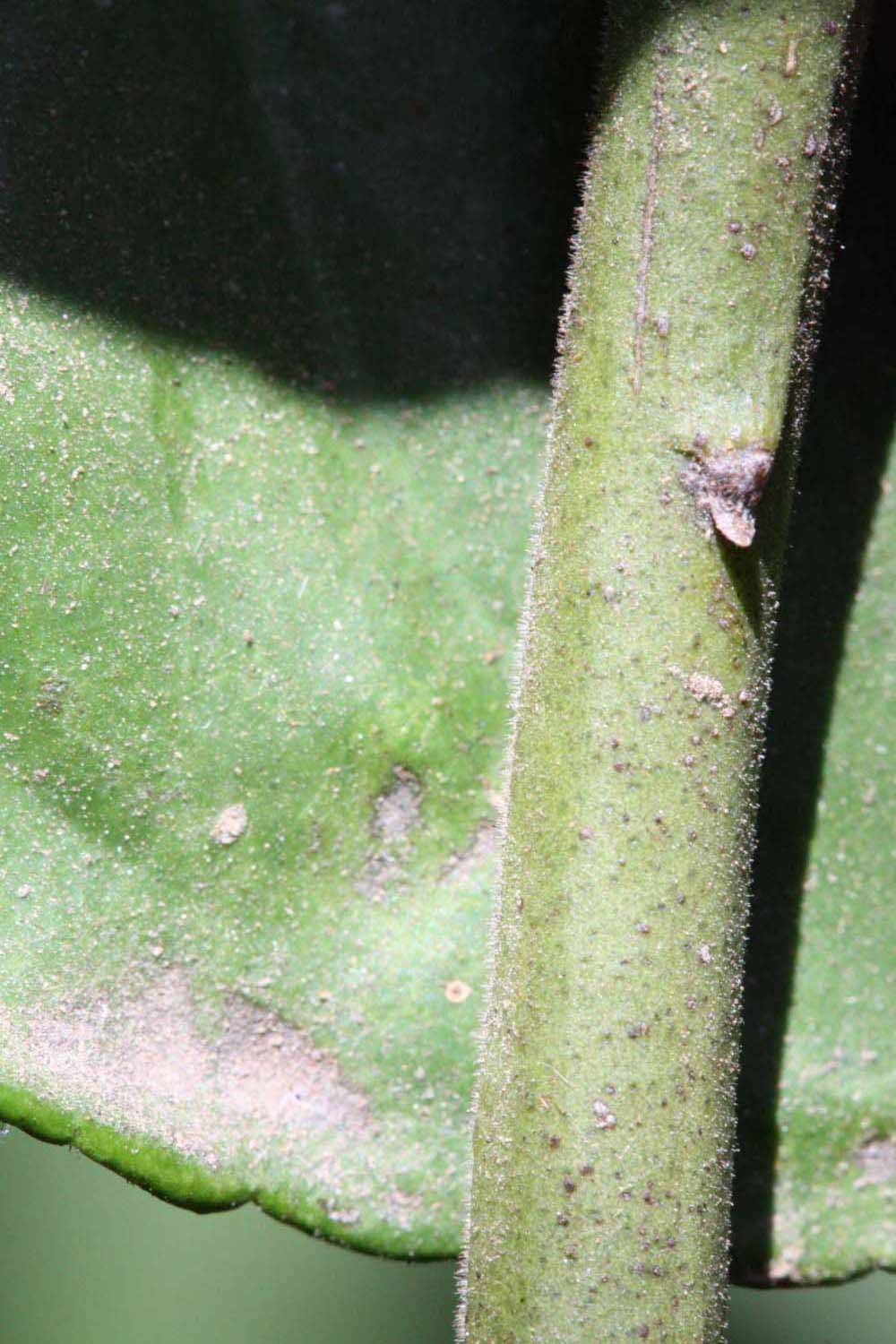              First year twig (Riverside, CA)       